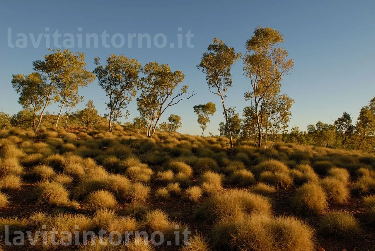 Spinifex #5