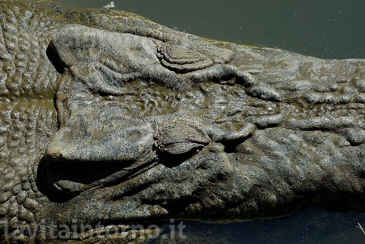 a saltwater crocodile ...
