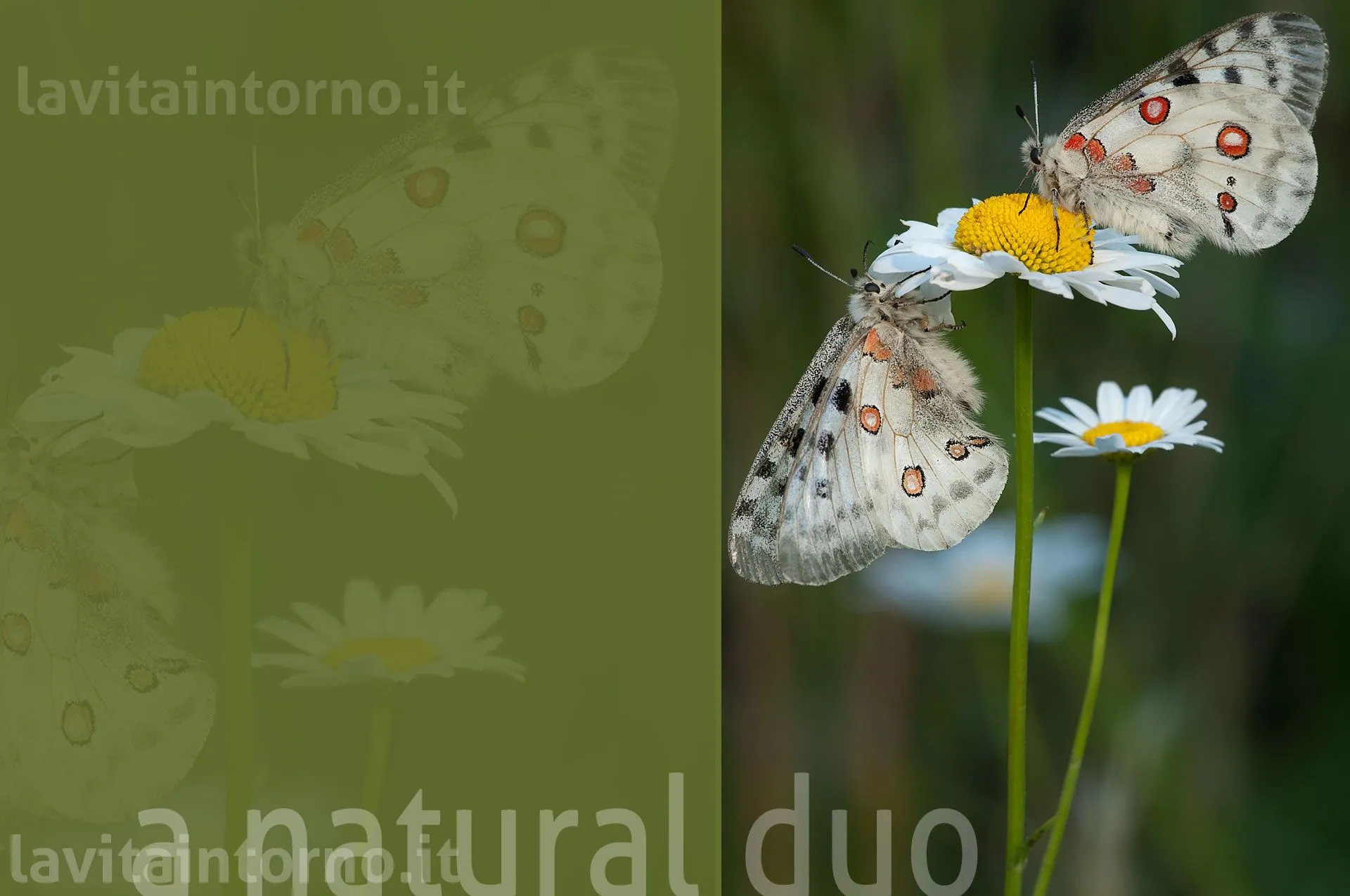 Parnassius apollo: a natural duo
D200
Nikkor 300 F/4 IF ED AF-S 