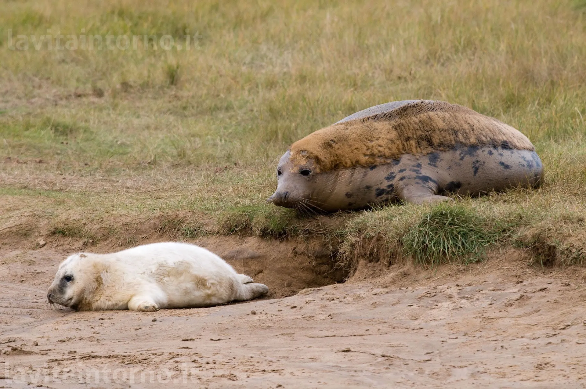 Gray seal: mother and pup
D700
Nikkor 300 F/4 IF ED AF-S 