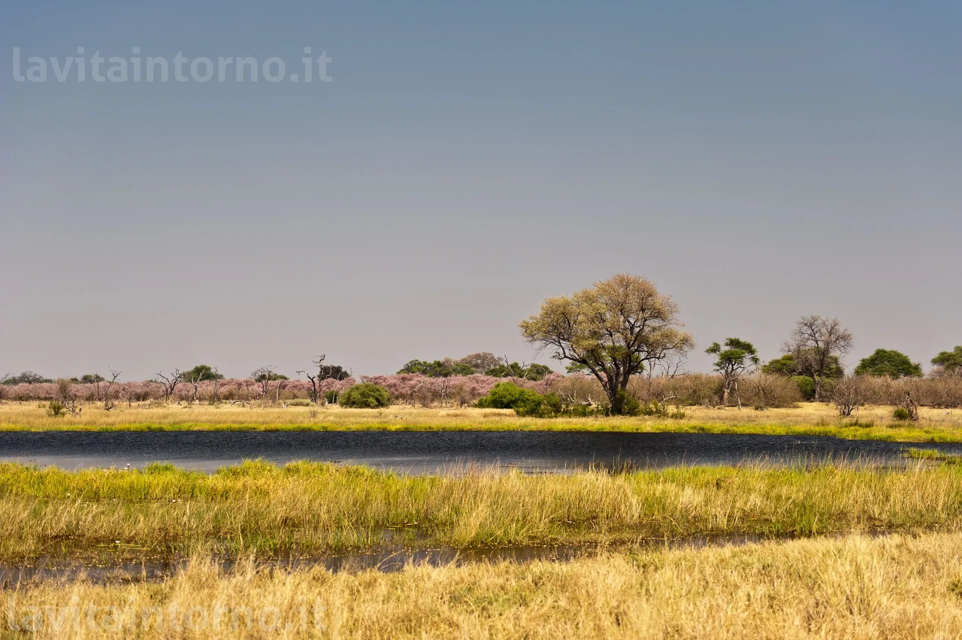 Chobe National Park: afternoon