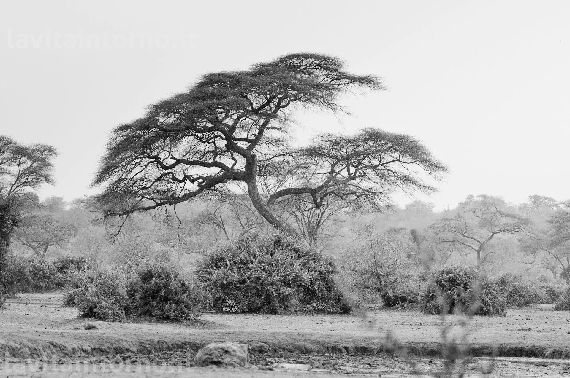 Okavango BW #4
D300
Nikkor 70-200 F/2.8 AF-S VR