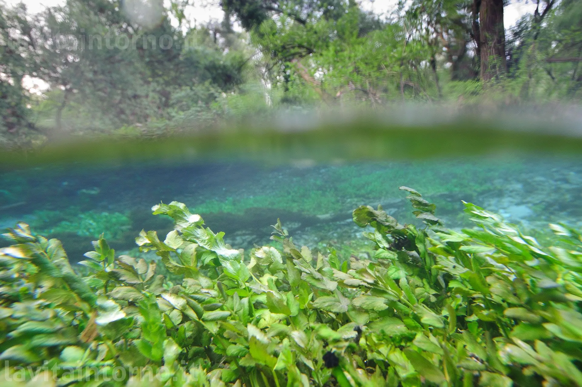 underwater green