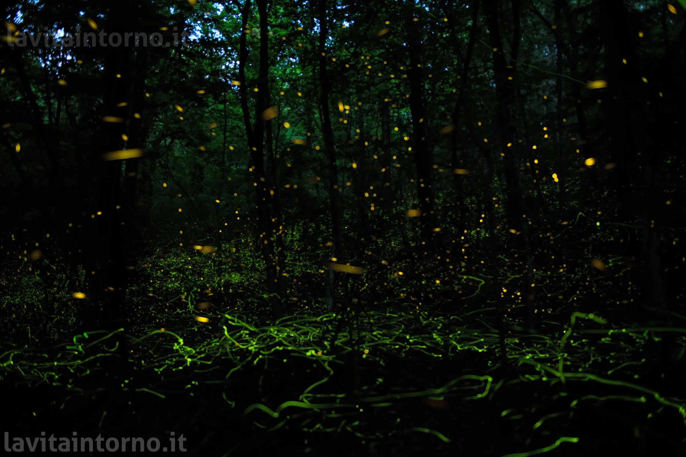 accendi la notte / light up the night
Nikon D850
Nikkor 24-70 F/2.8G AF-S