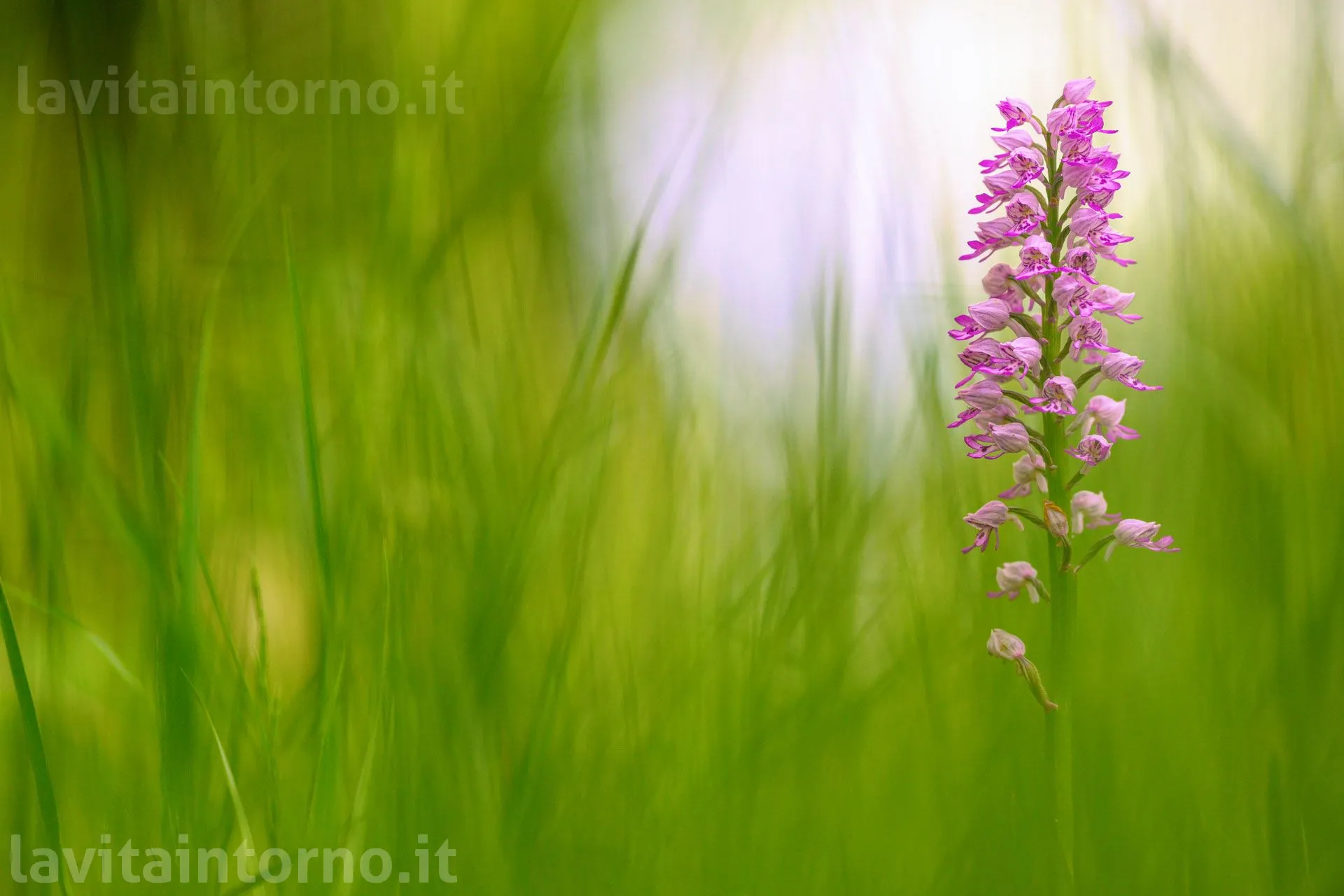 a te
Nikon Z9
Nikkor AF-S 300 F/2.8 VR II