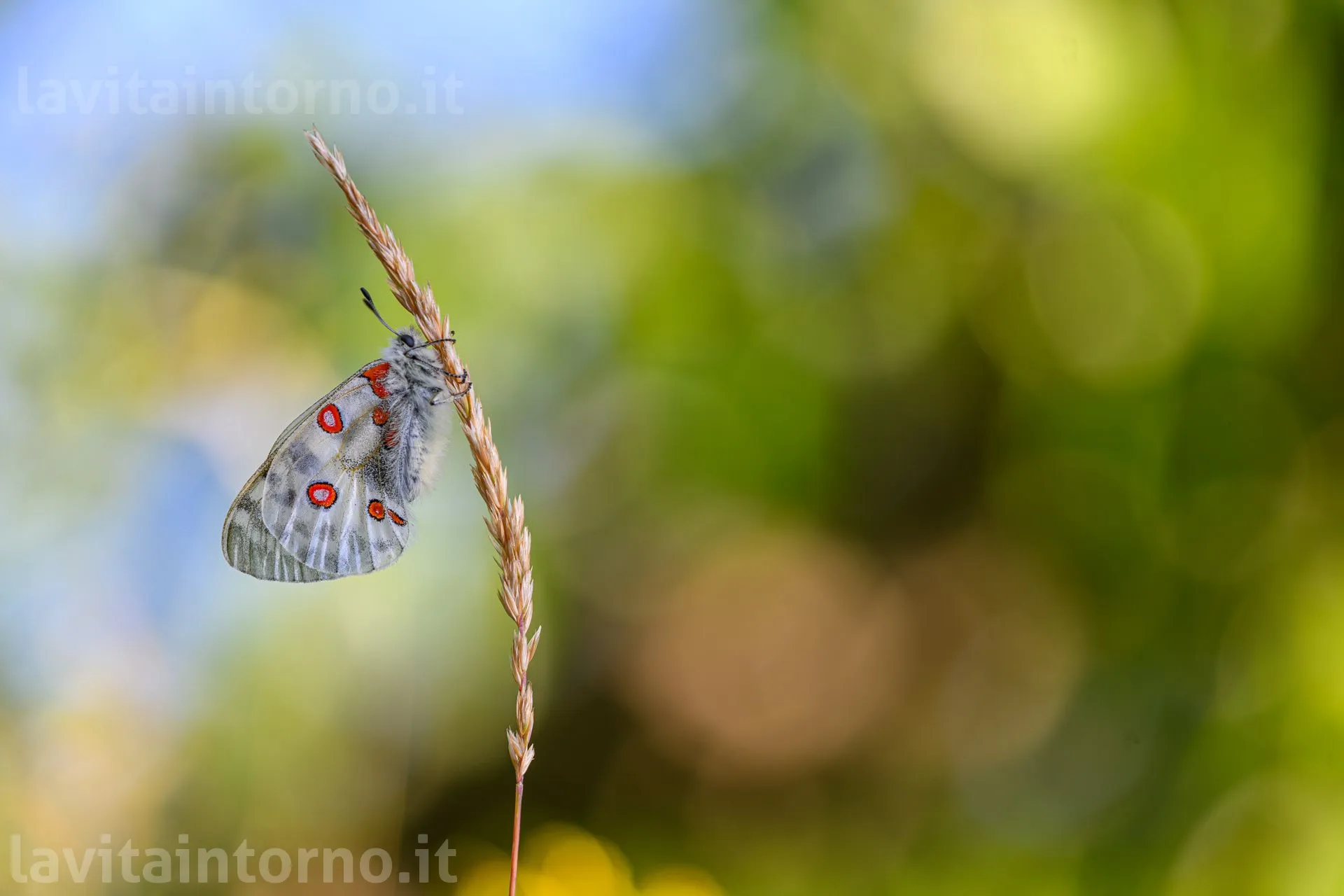 la bellezza non si nasconde
Nikon Z9
Nikkor 200 F/4 Micro AF
