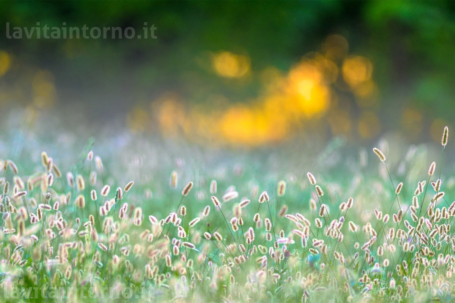 semplice luce
D5
Nikkor AF-S 300 F/2.8 VR II