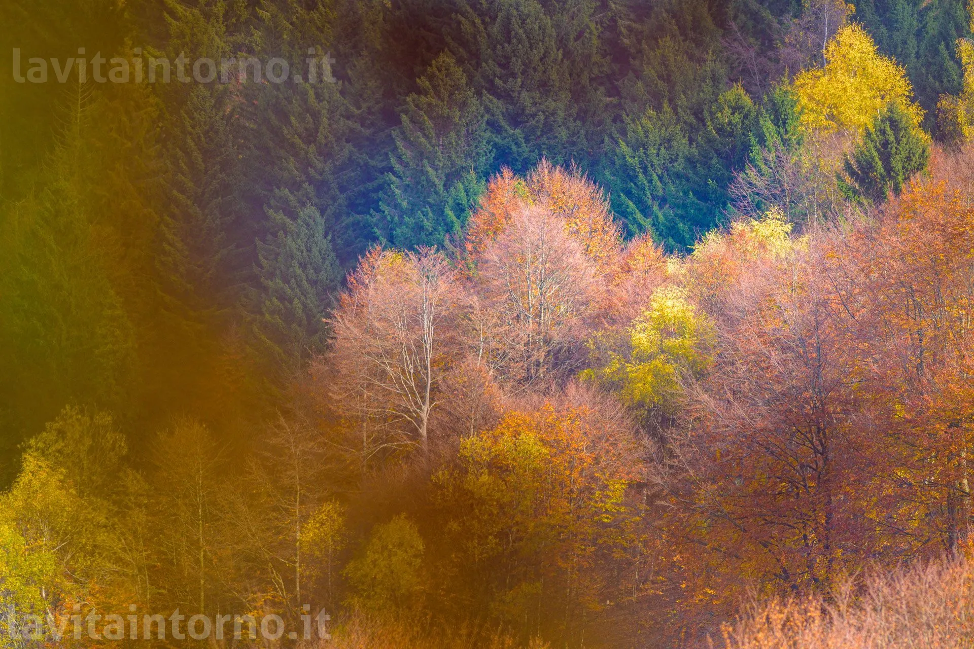 Le meraviglie che non fanno rumore #1
Nikon Z9
Nikkor AF-S 300 F/2.8 VR II