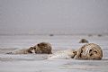 Gray seals: snowing on mother and pup