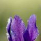 iris sibirica #2