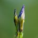 iris sibirica #3