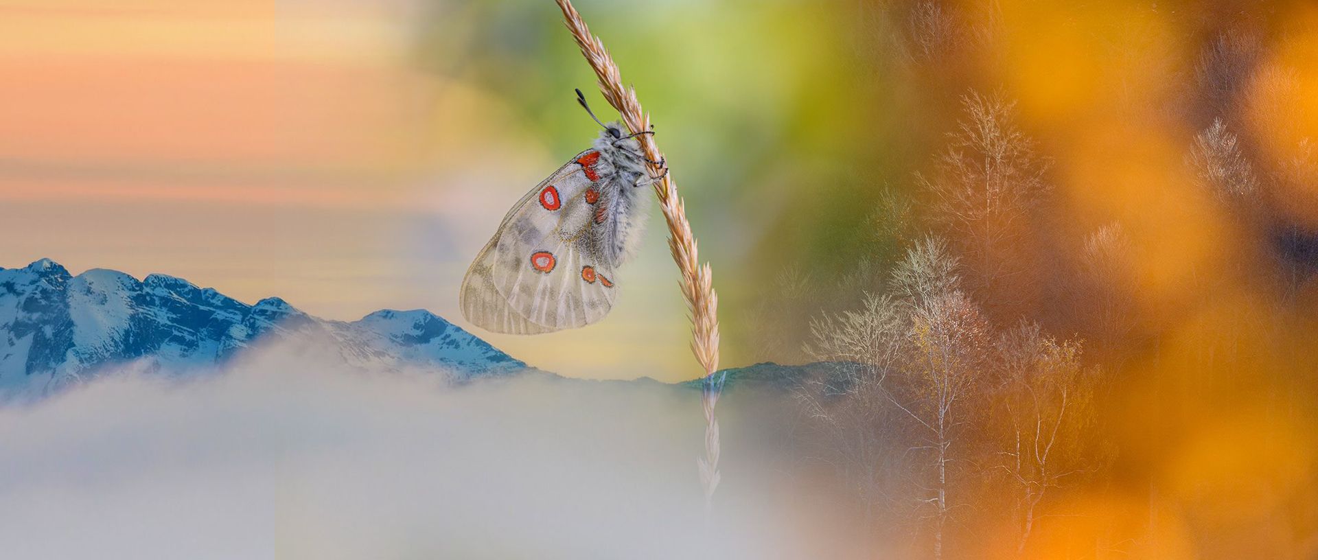 L'eleganza del silenzio